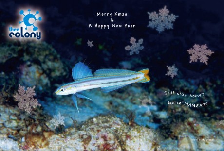 コロニー2025xmas1204